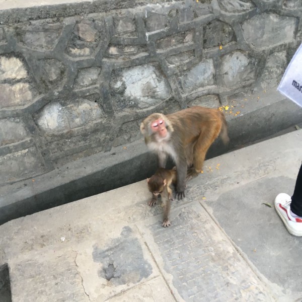 猴的英文怎么记 wKgEaVyaQ_eAIQvWAAS95-Fyj_828.jpeg?imageView2%2F2%2Fw%2F600%2Fh%2F600%2Fq%2F90