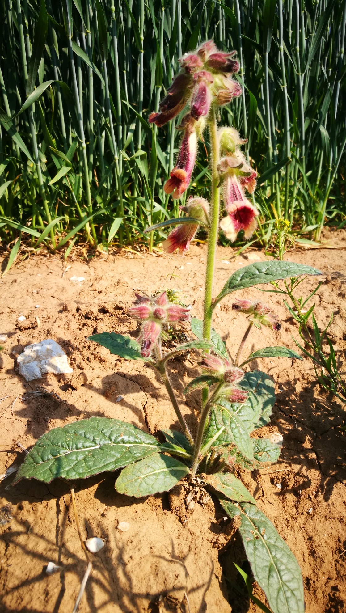 161:青州山区"穿越"游——看山楂花,挖苦菜和蒲公英