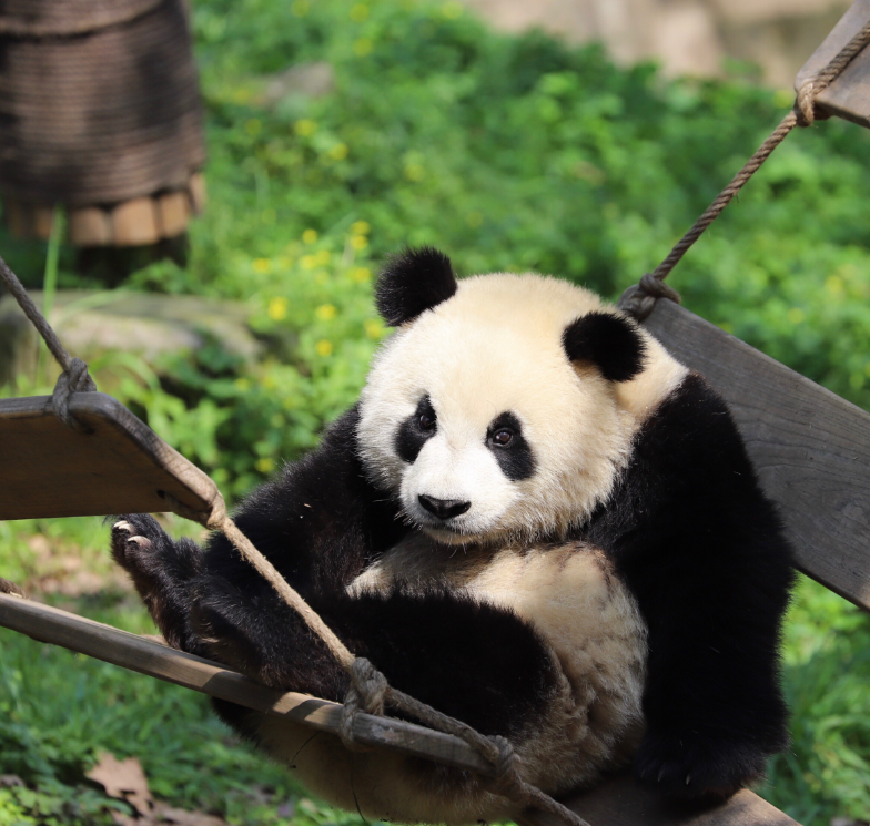 四川现在的天气如何，打算去那边自由行