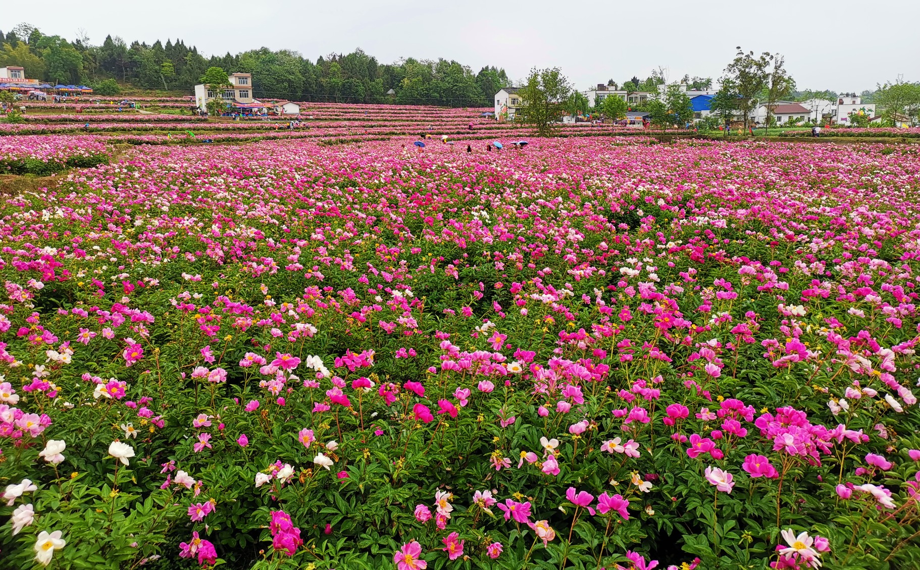 中江县凡龙村花千谷,芍药花盛开