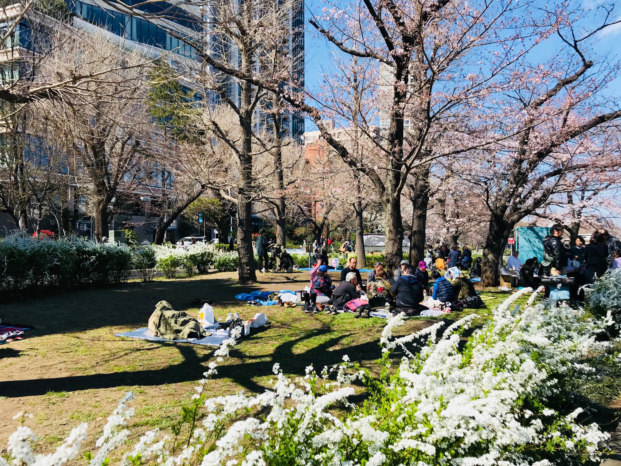 东京上野公园赏樱花 购物一日游