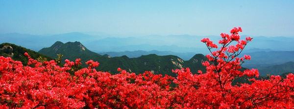 湖北 麻城龟峰山风景区门票 景交车(百里杜鹃 灿如烟霞)