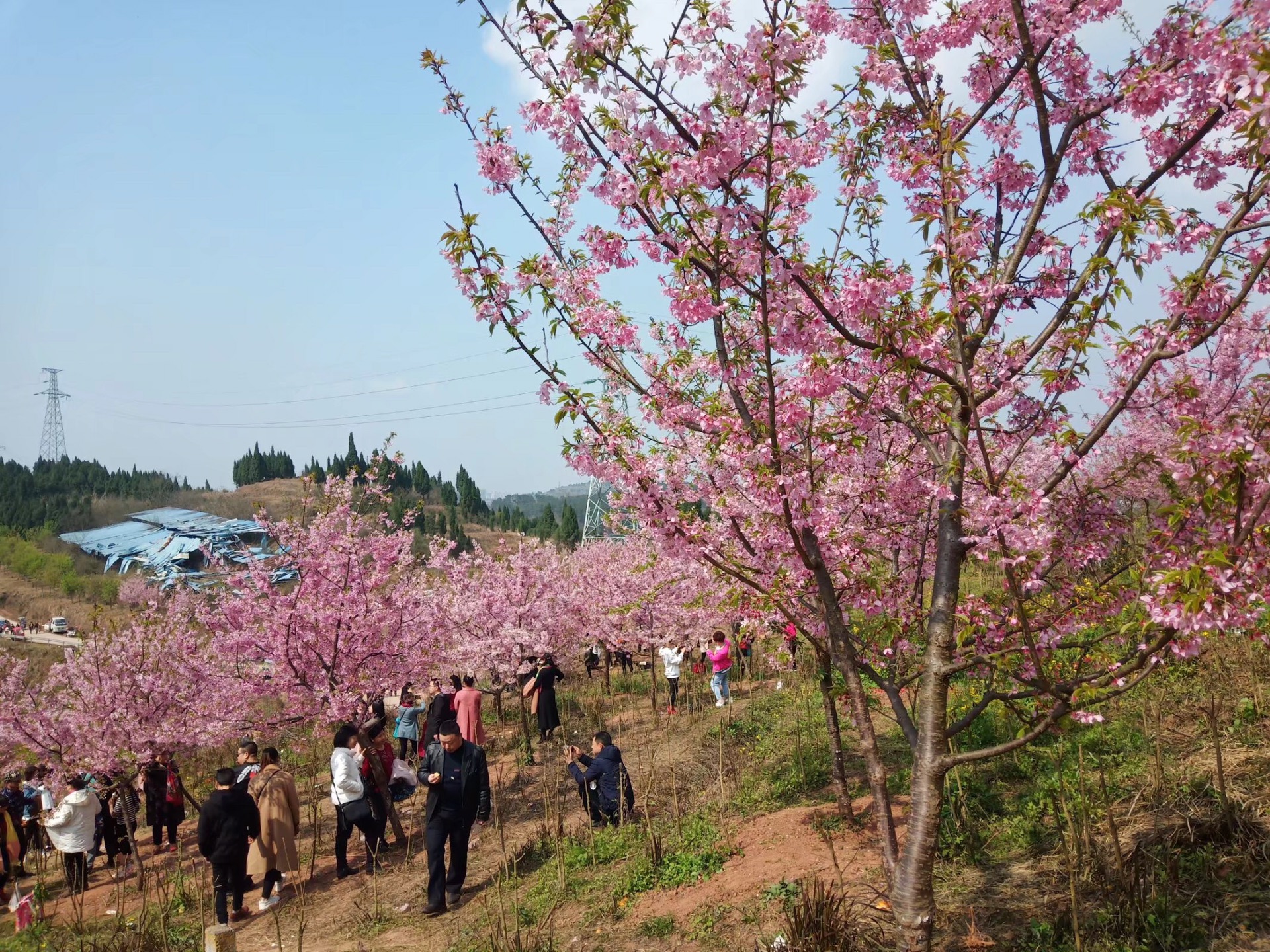 都京镇樱花