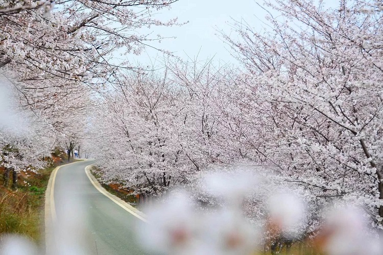 踏青赏花·贵州平坝樱花 藤甲部落纯玩一日游(无购物 专车专导 可选