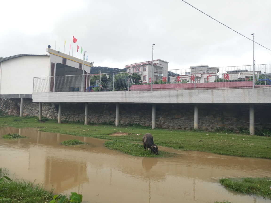 高州,深镇,苏坑村