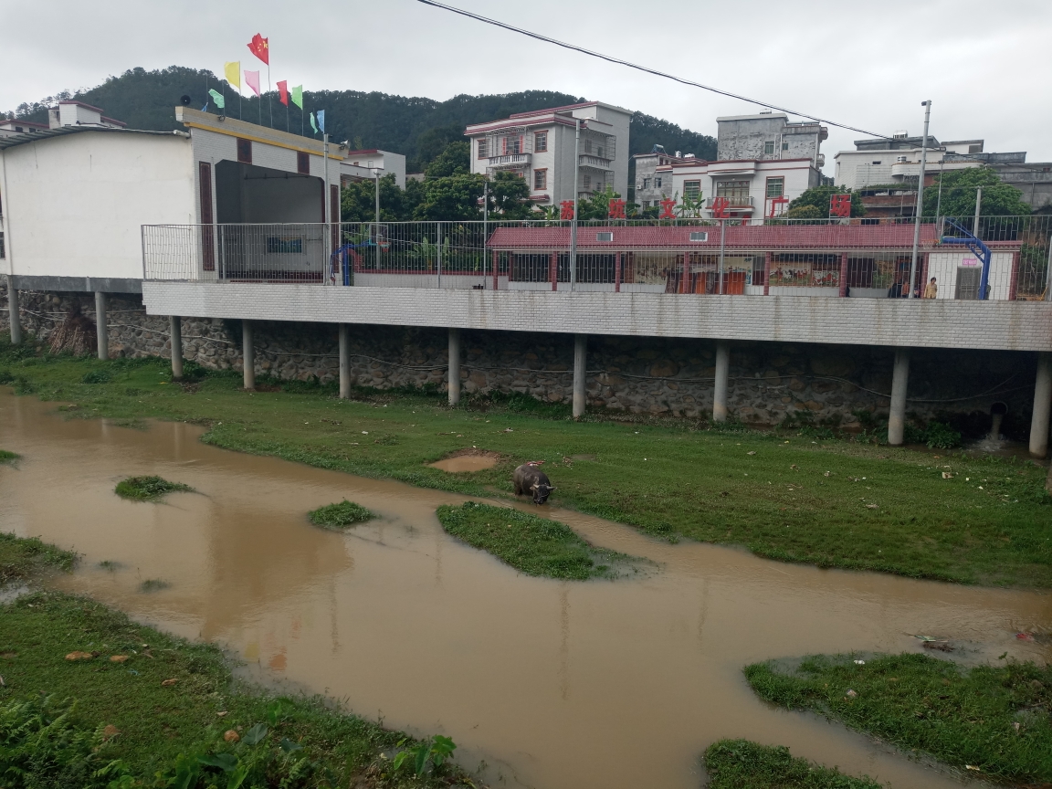 2019-3-8 深镇苏坑说素亨 仙人绑雀禾雀花,高州自助游攻略 - 马蜂窝