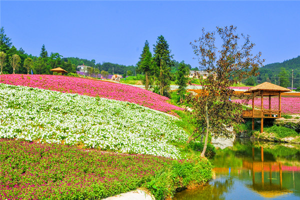 重庆凤凰花果山门票