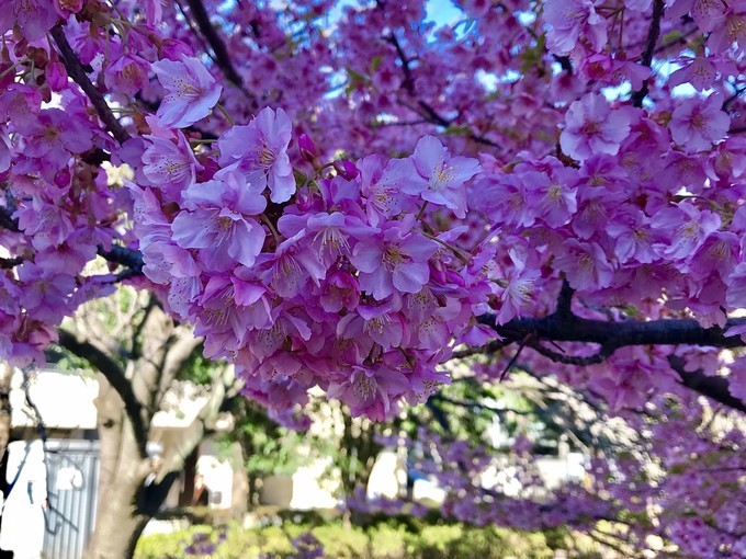 小河傍的樱花-河津樱(二月中旬,川崎旅游攻略 马蜂窝