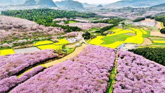 贵州平坝万亩樱花正花开成海,完胜日本樱花