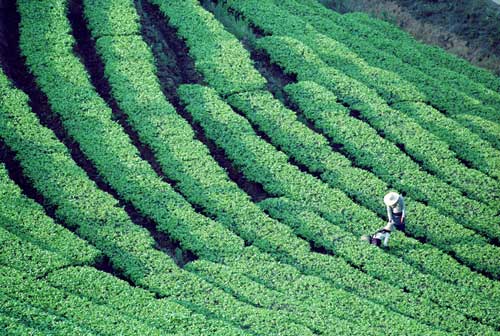 昆明-西双版纳-纯傣时光-六天五晚(游野象谷 览湄公河