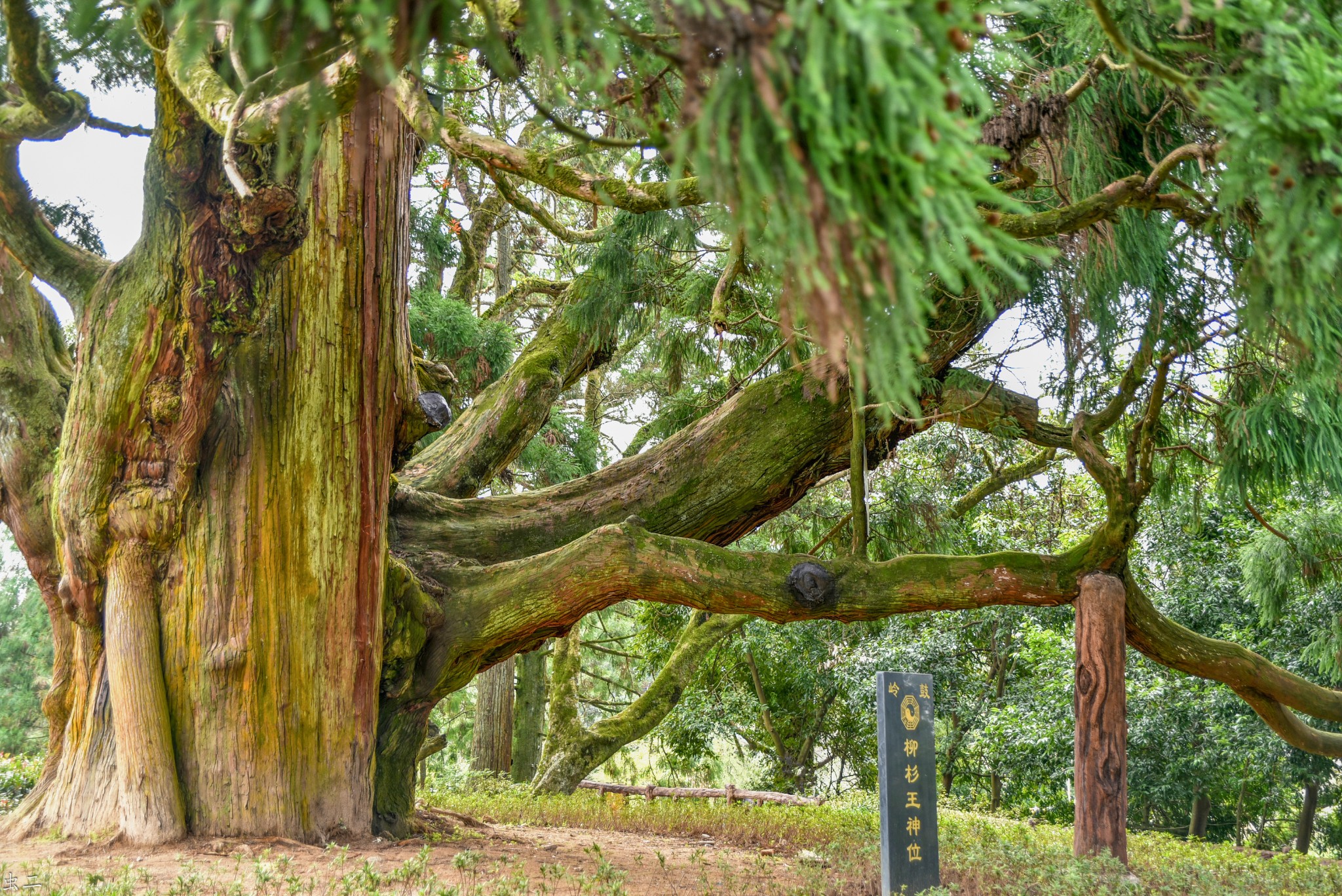 福州鼓岭柳杉王公园1300年柳杉王