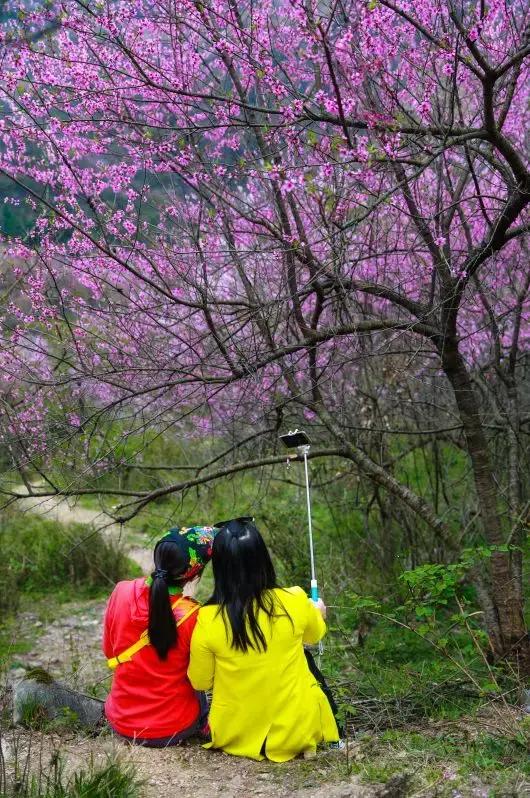 龙泉山樱花谷景区位于崇阳县铜钟乡大岭村,今年由于天气原因,龙泉