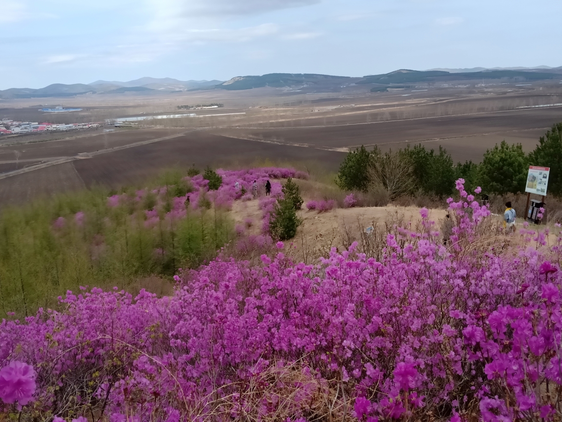 宝清旅游攻略—映山红开遍宝清彩云岭