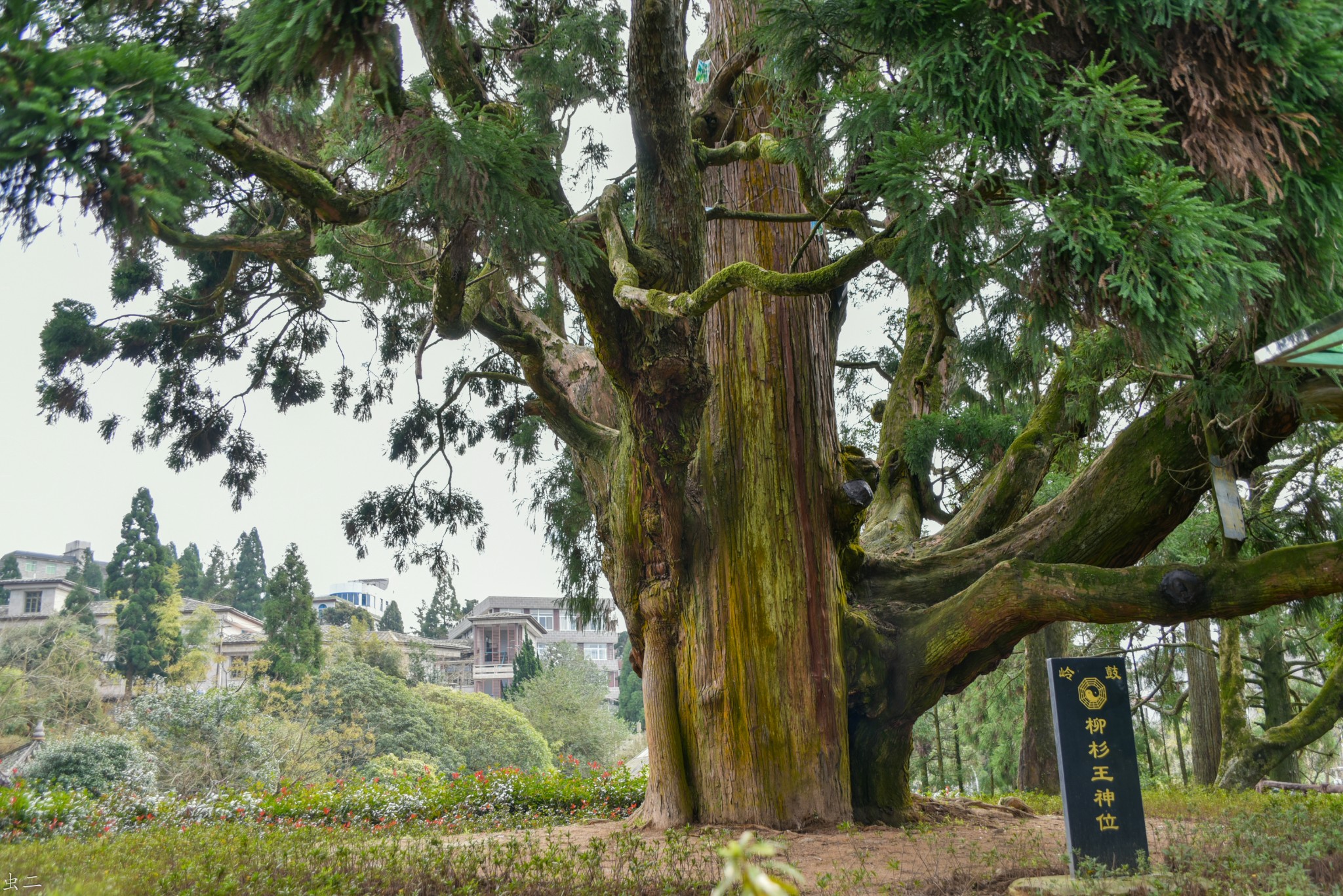 福州鼓岭柳杉王公园1300年柳杉王