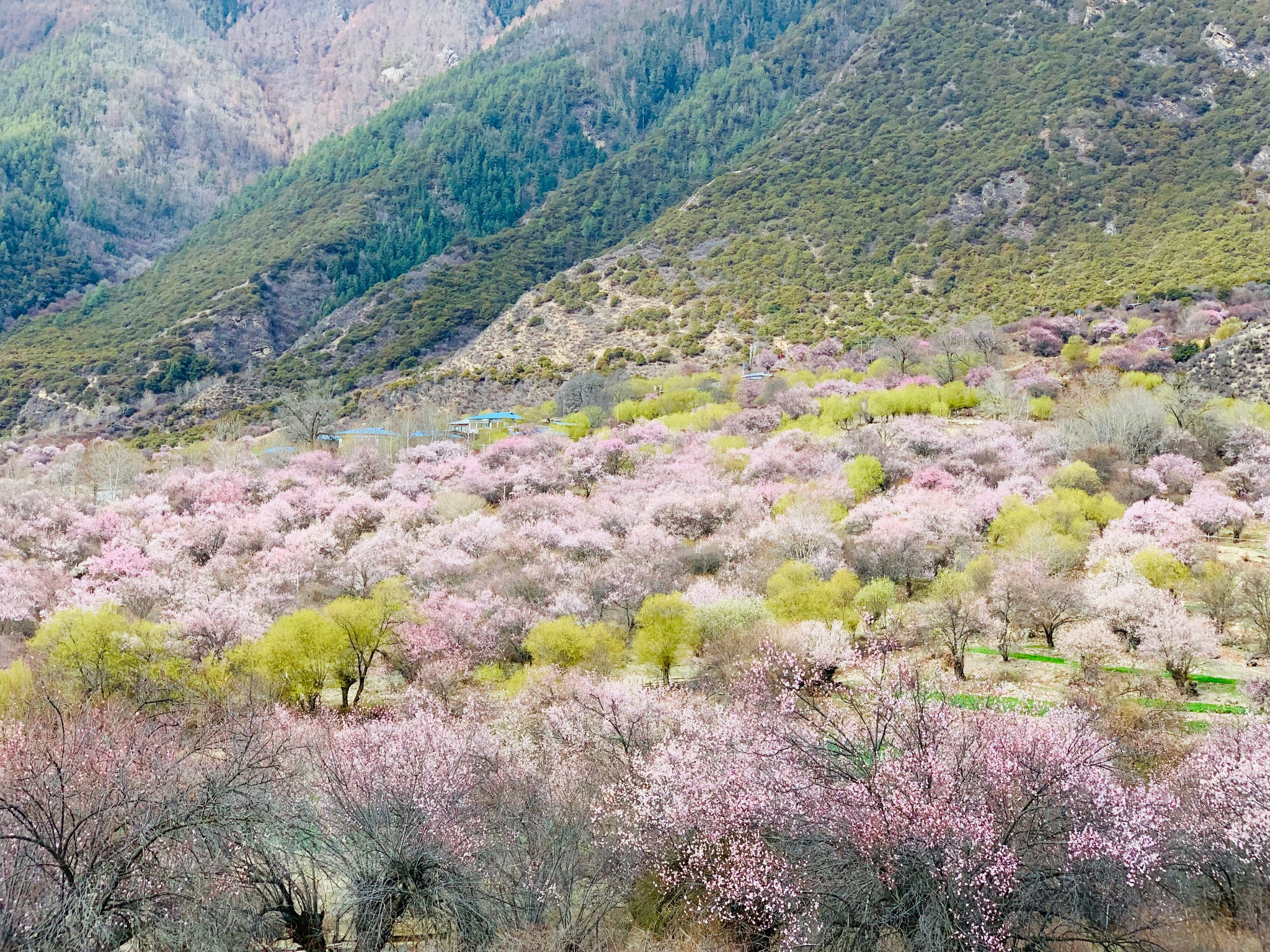 4月7日索松村—八一,林芝旅游攻略 - 马蜂窝