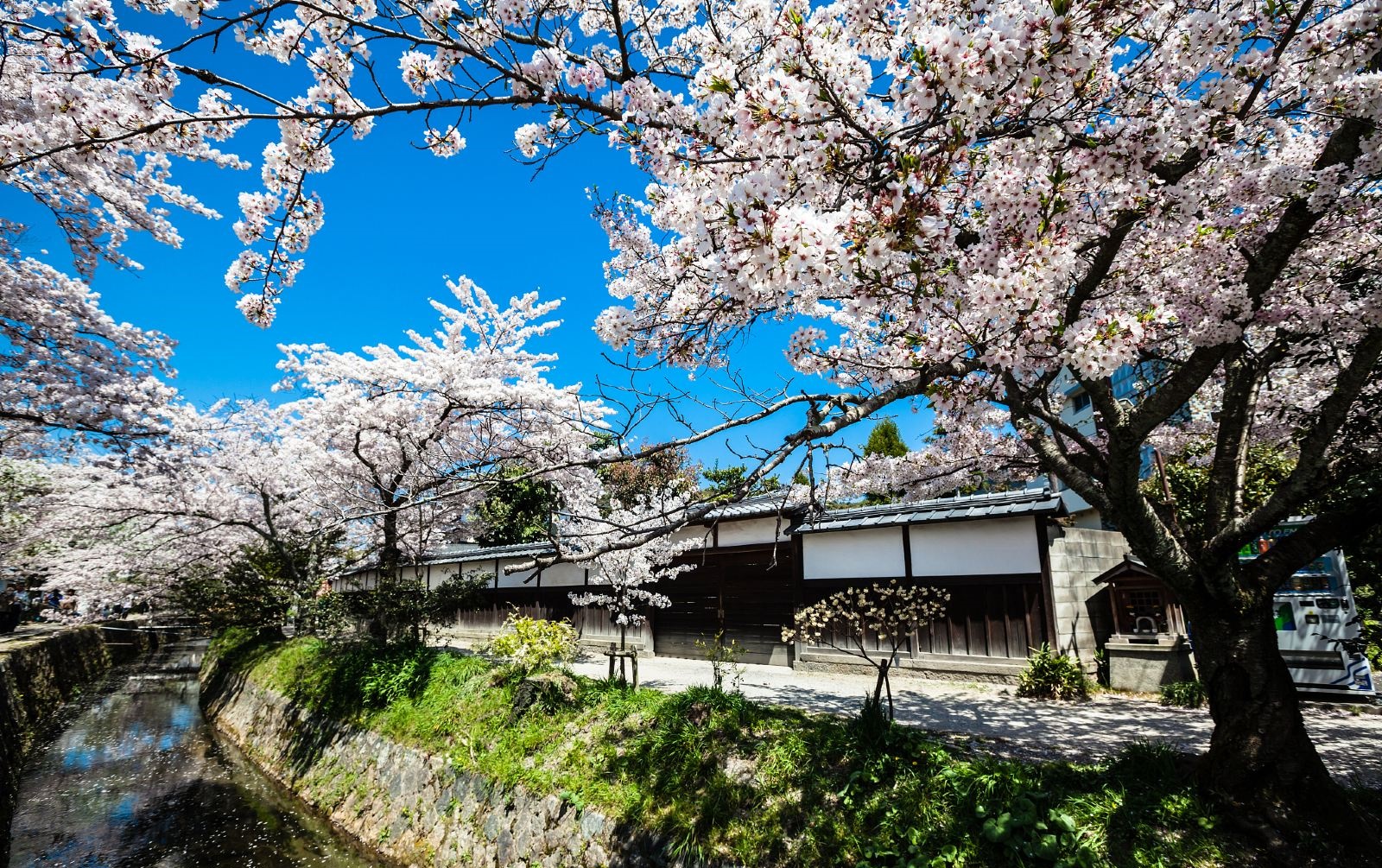 樱花隧道·京都岚山追樱一日游(樱花祭限定 哲学之道