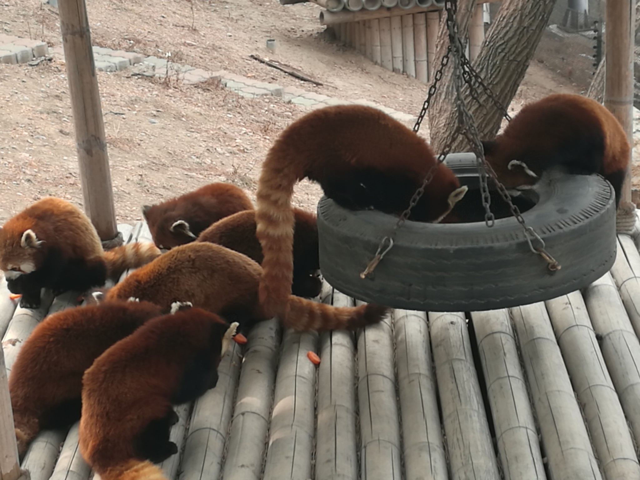 大连森林动物园之熊猫馆小游记