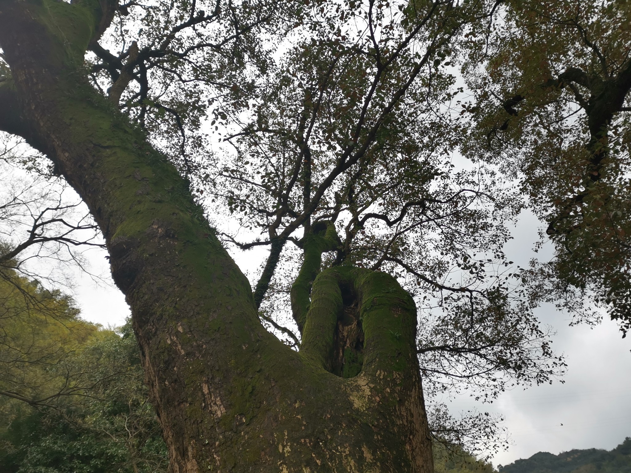 宁波周边游寻觅余姚田螺山遗址探访慈溪千年古村