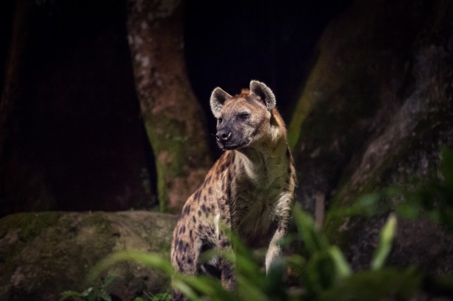 十,夜间野生动物园 night safari