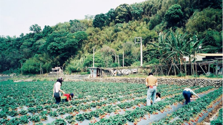 台湾台中苗栗草莓之乡大湖酒庄 草莓文化馆 花露休闲农场拼车纯玩一日游 台中往返 含午餐 市区酒店接送 纯玩品质 两人成行 马蜂窝自由行
