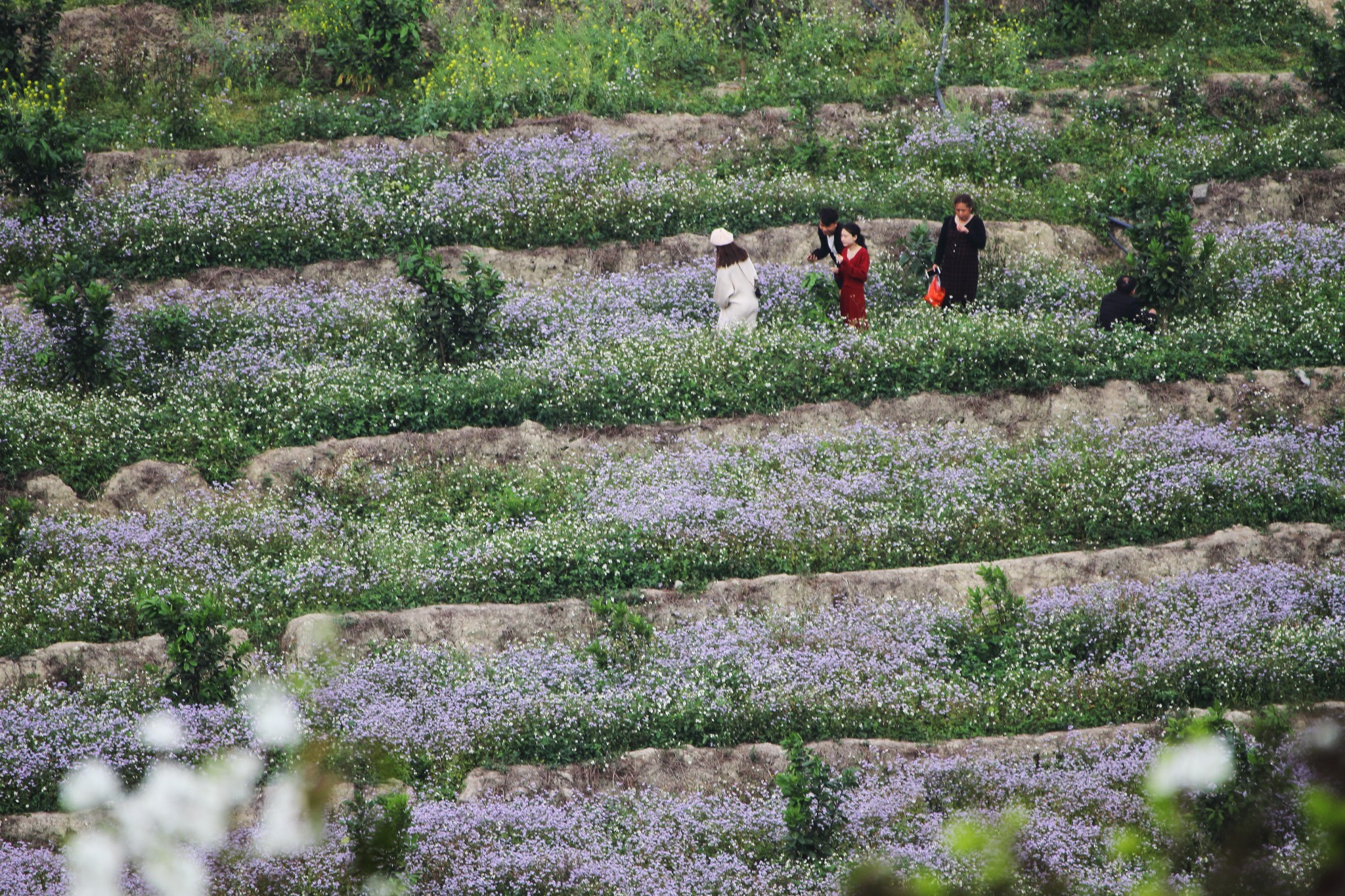 碗窑梨花谷景区