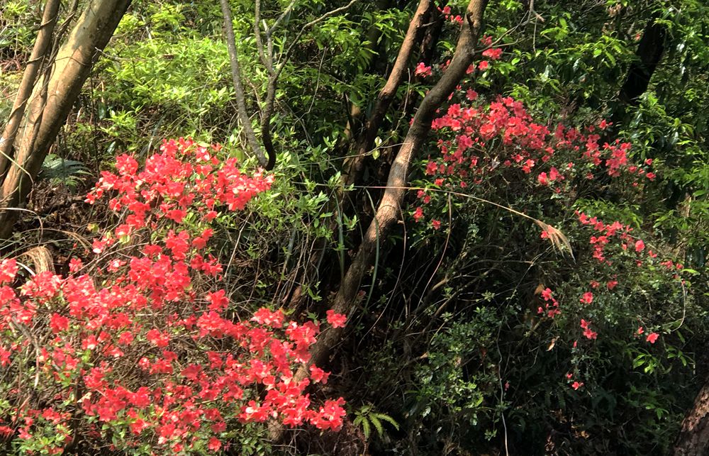 桂林赏杜鹃花地