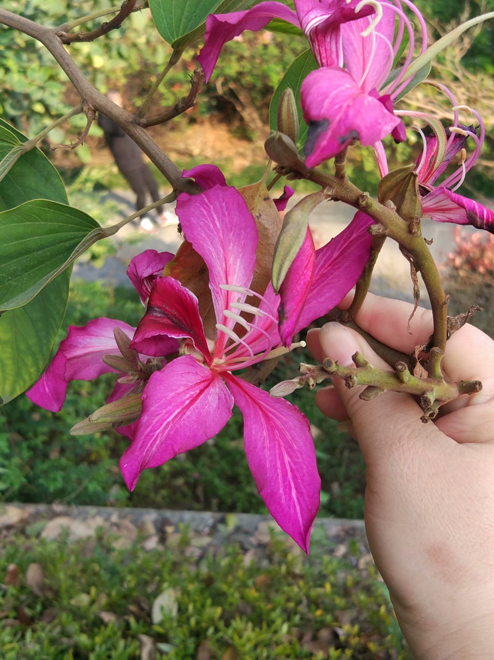 路上看到以为是紫荆花,太像了.可是《形色》告诉我是——羊蹄甲.