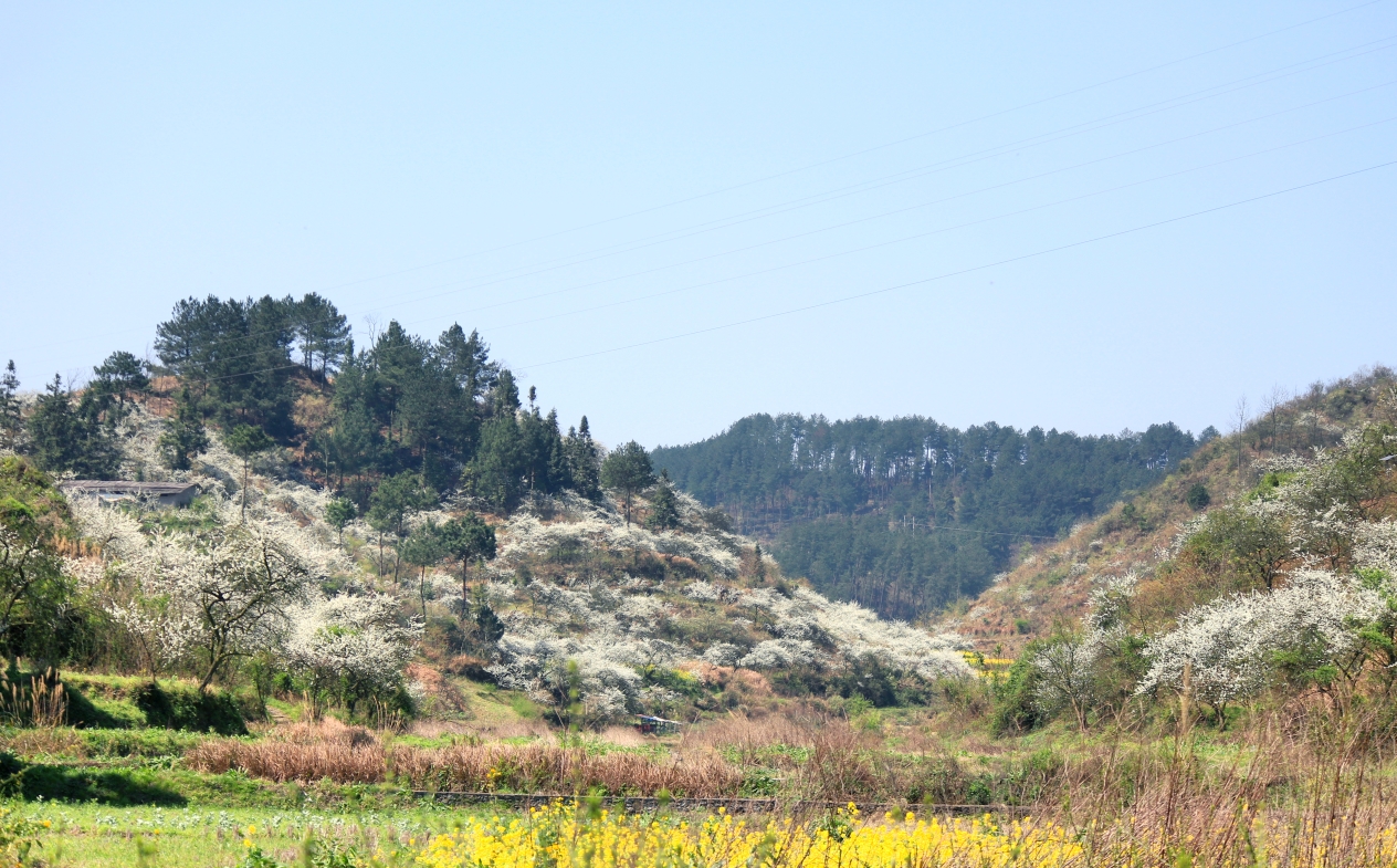 大美贵州之平坝樱花,金海雪山