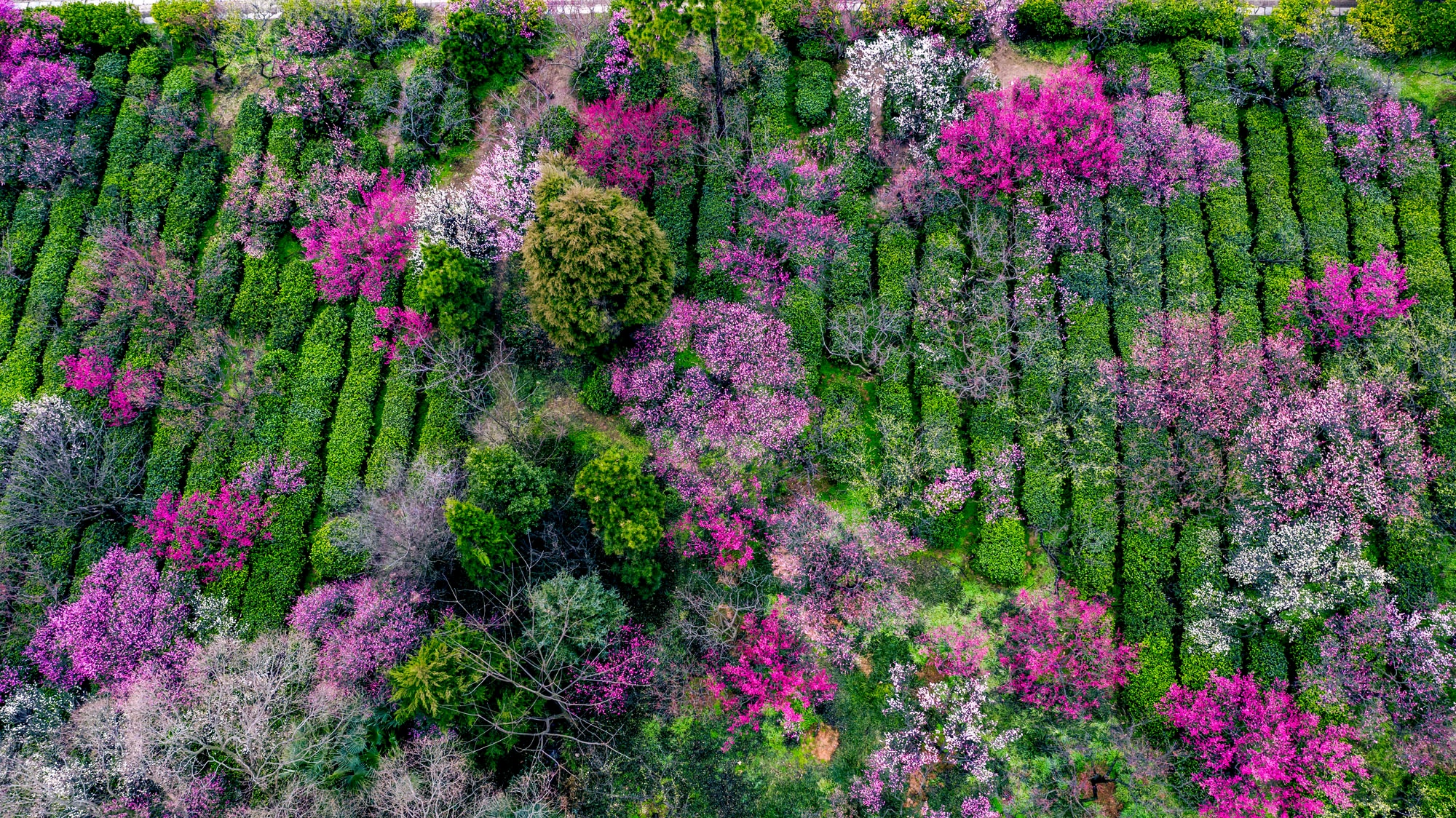 【南京梅花节】2019南京国际梅花节攻略，2019南京国际梅花节活动详情