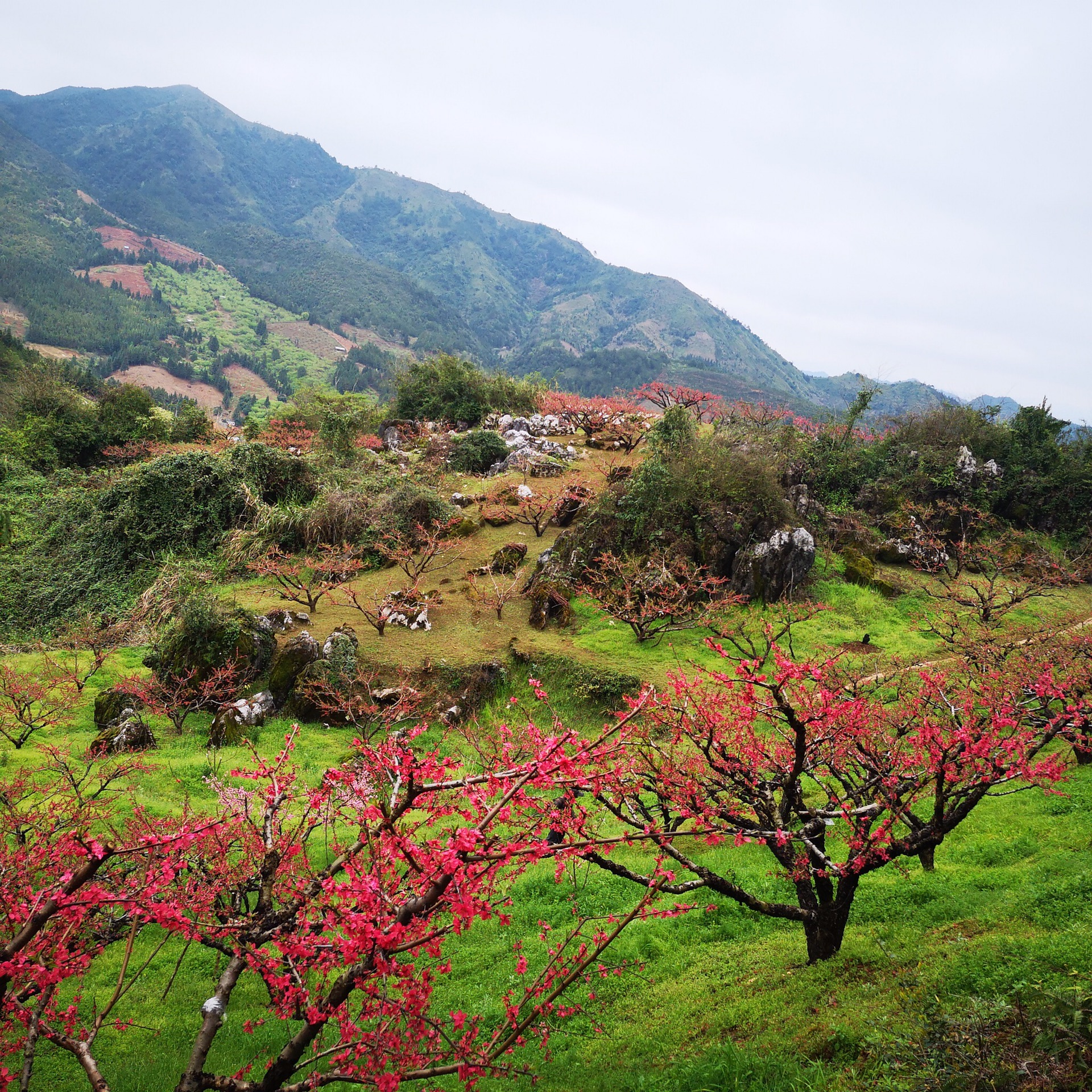 桃花山庄          