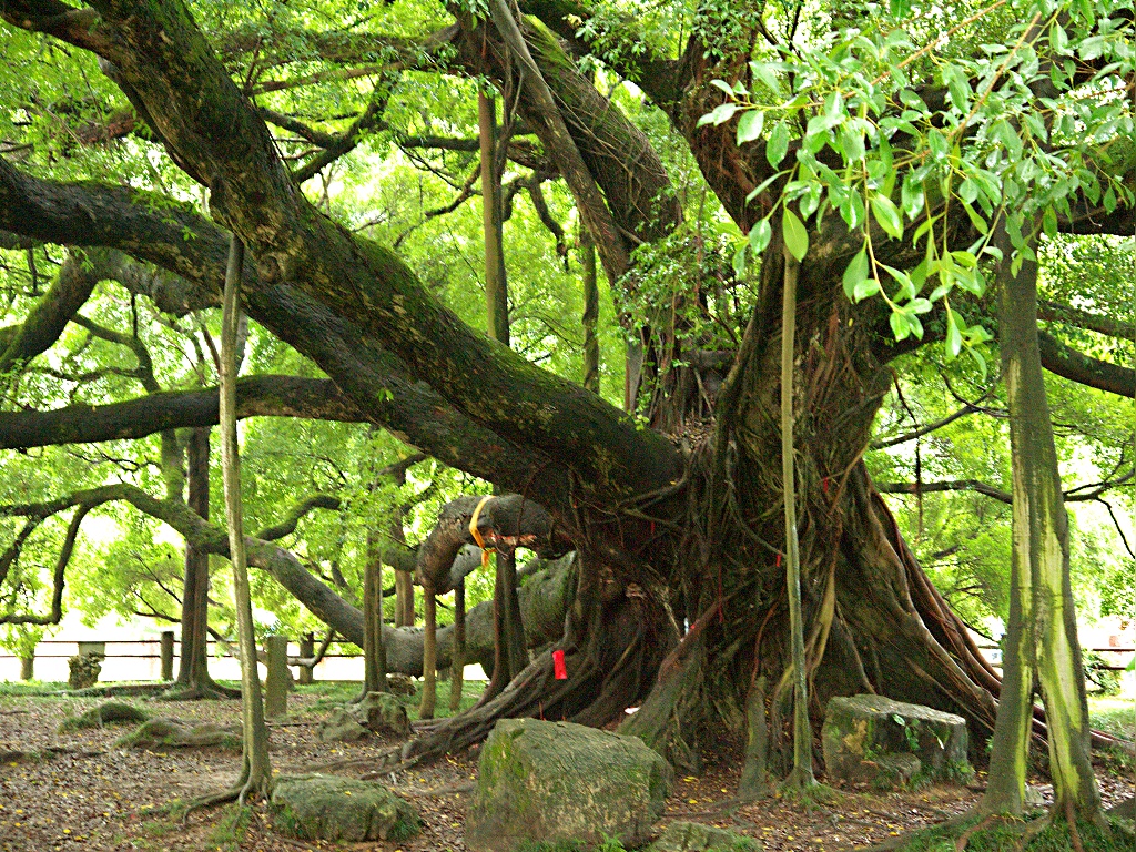 印象刘三姐新贵宾b2 银子岩/大榕树景区(电子票)