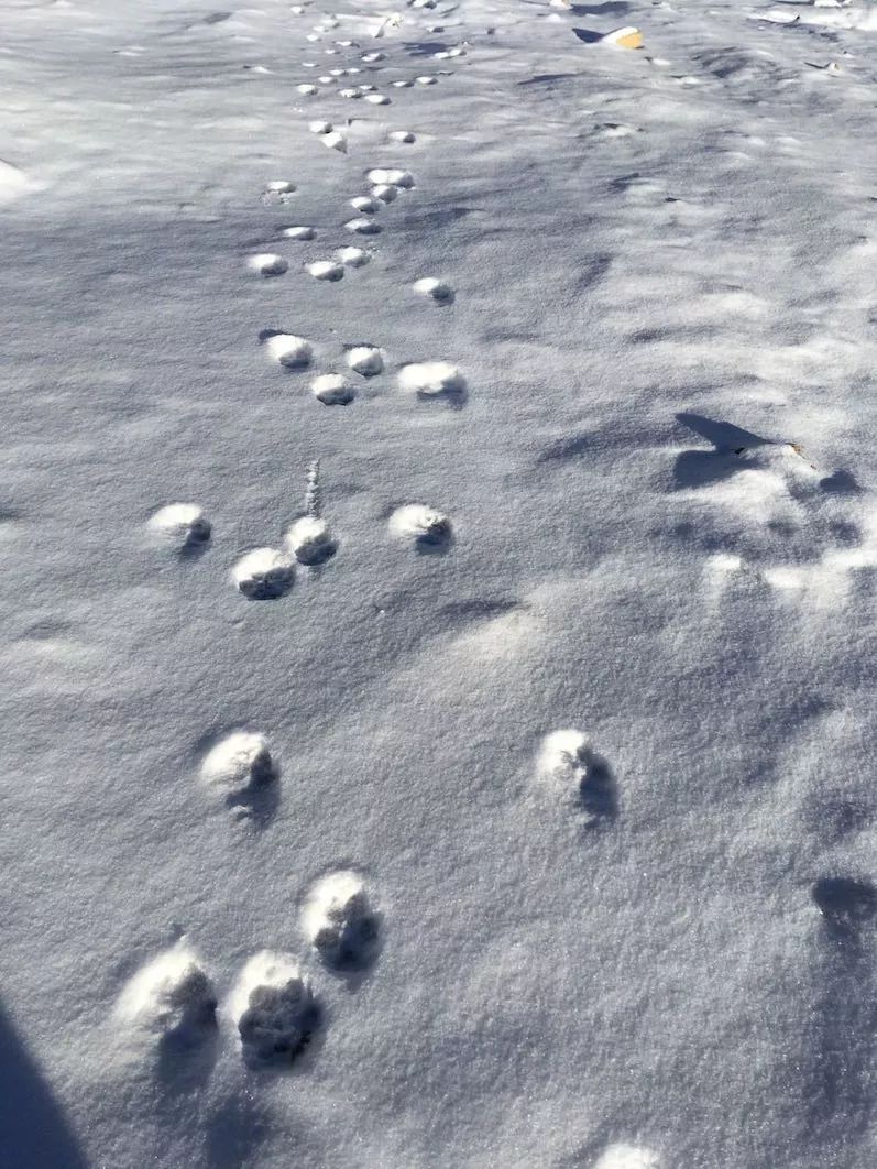 我顺着一排雪地里的小狗脚印走.发现了一条流淌的溪水.