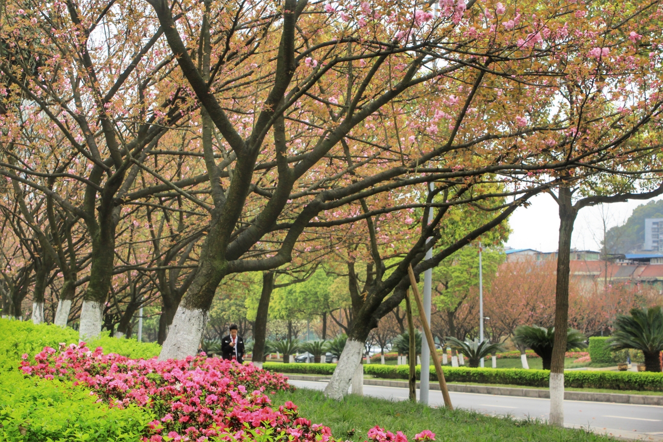 在重庆邮电大学偶遇樱花盛开