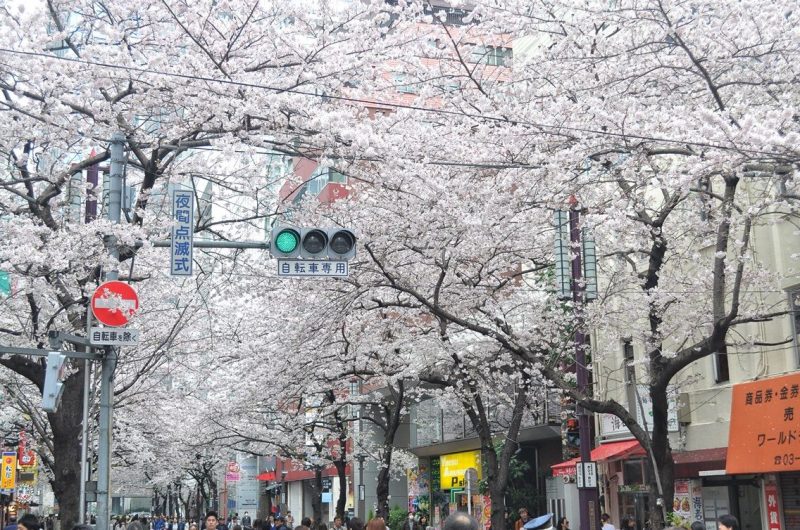 日本樱花季第一趴东京 | 在小众地感受樱花烂漫