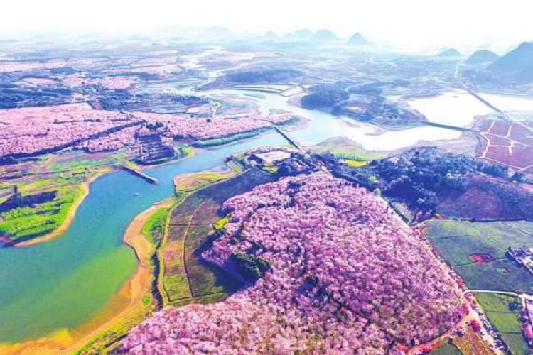 踏青赏花·贵州平坝樱花 藤甲部落纯玩一日游(无购物