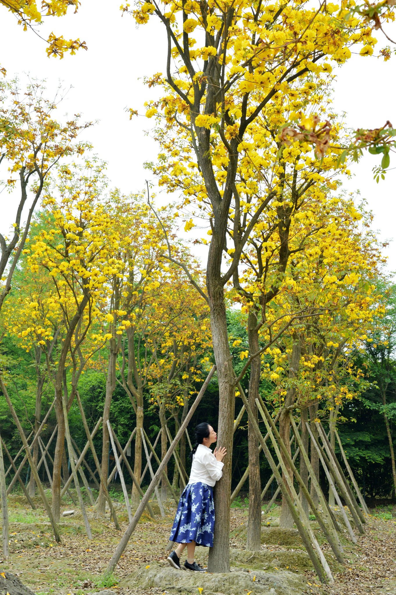 【成都】温江蓝枫园——黄花风铃木,诗一般的美好
