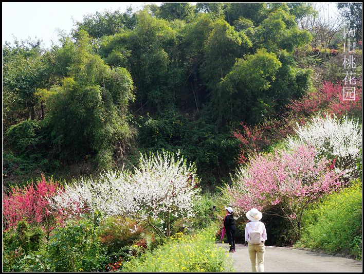 春三月,重庆几大赏花地点推荐.来一回怀旧赏花之旅