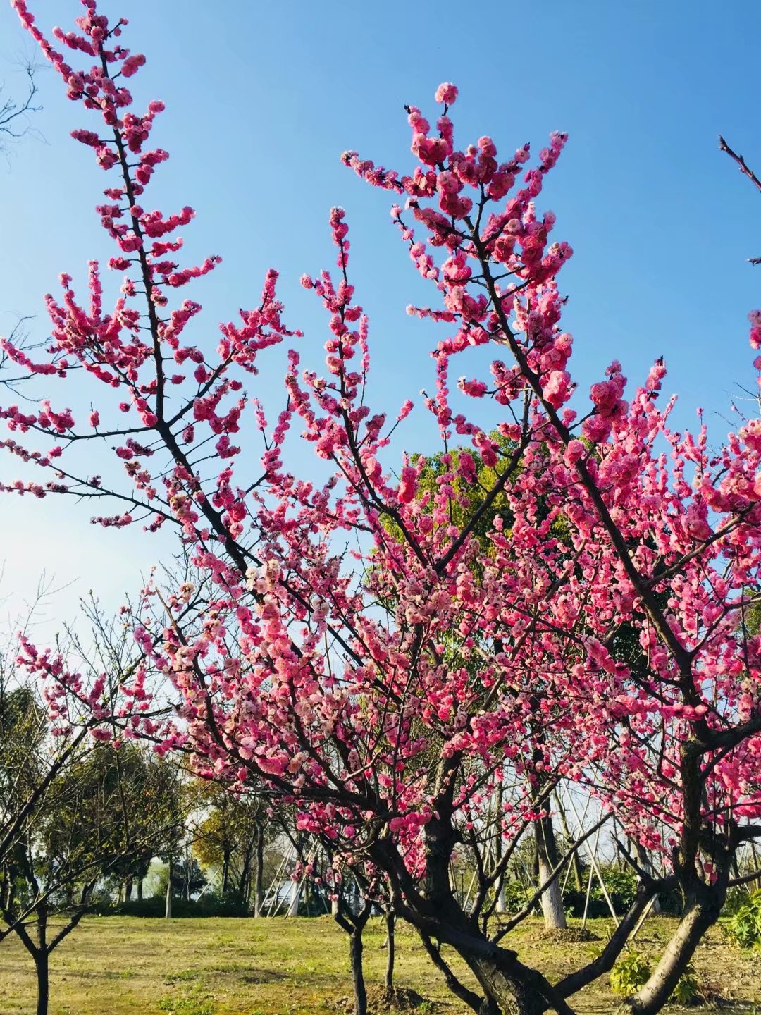 漫步春光丨江浙沪"后花园"阳澄湖半岛:樱花海 草甸 栈道,这次我决定不