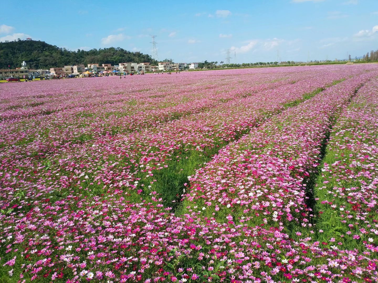 2.11 新春珠海斗门赏花