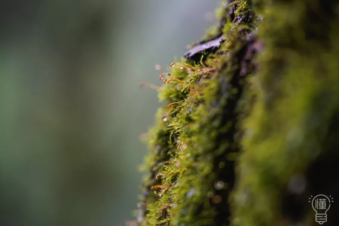 一城秋雨风凉杭州隐秘苔藓公园寻访记