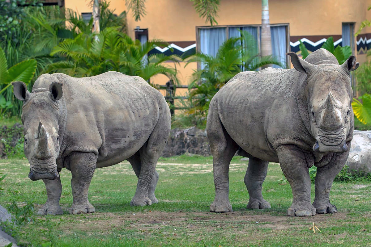 巴厘岛野生动物园(bali safari)亲子游指南