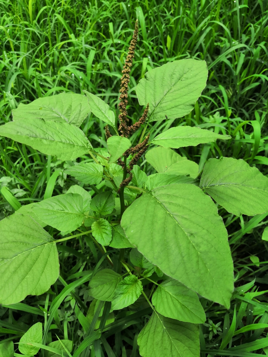 北方小区常见的花和草(四)