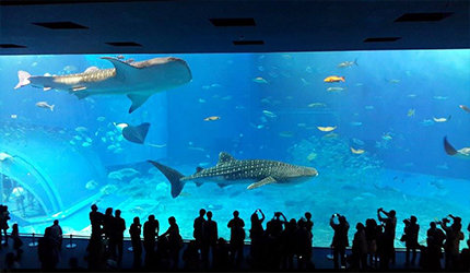             亚洲最大水族馆