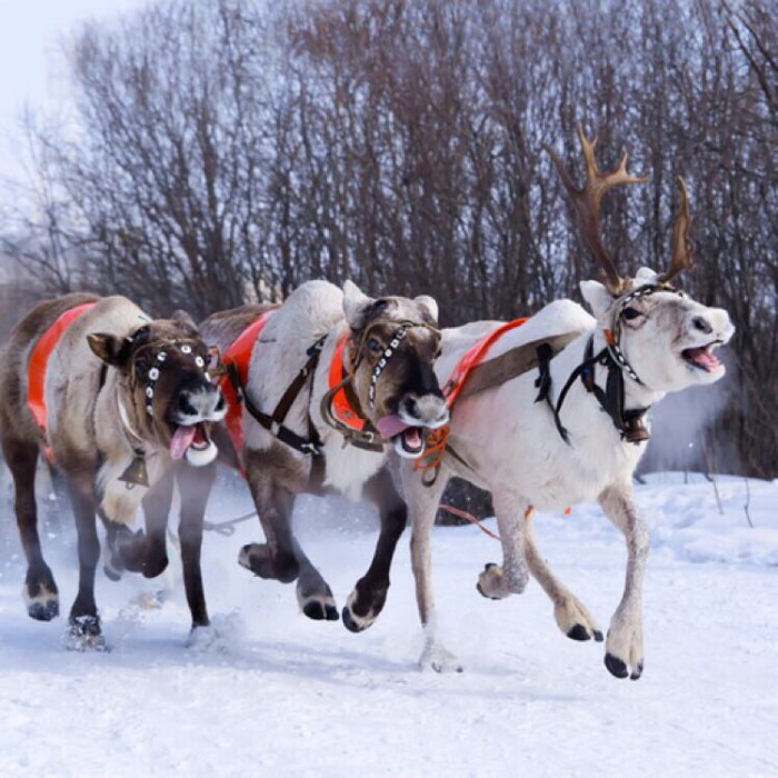 1月底摩尔曼斯克气温以及有没有注意事项