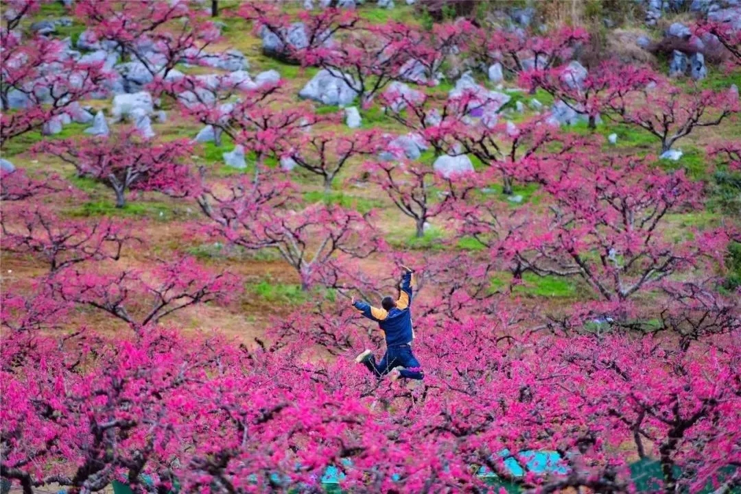 广东桃花攻略| 连州春色关不住,一片桃花已成海!