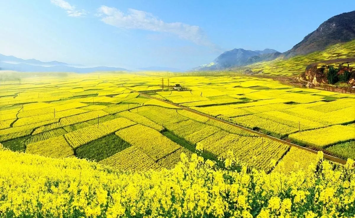 汉中洋县油菜花 金沙湖 朱鹮梨园一日游(踏青赏花 往返旅游大巴 优秀