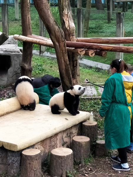 2020漫步重庆动物园熊猫馆