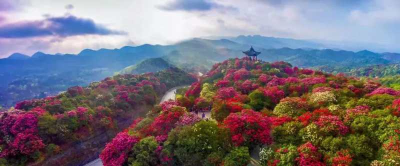 贵州省毕节市大方县 百里杜鹃风景区门票