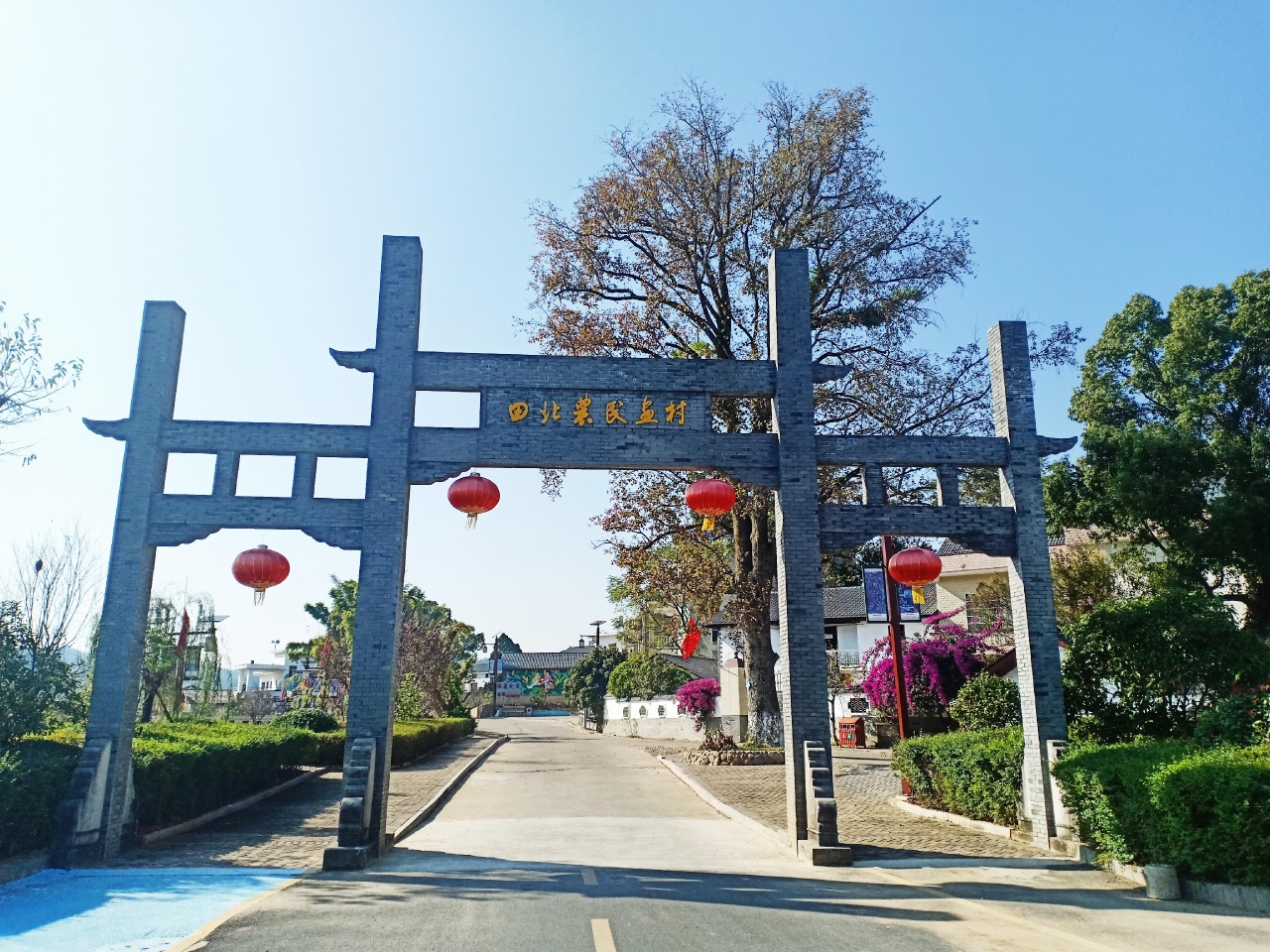 探银杏古村,访农民画村,赏花花世界/江西万安周末两日游