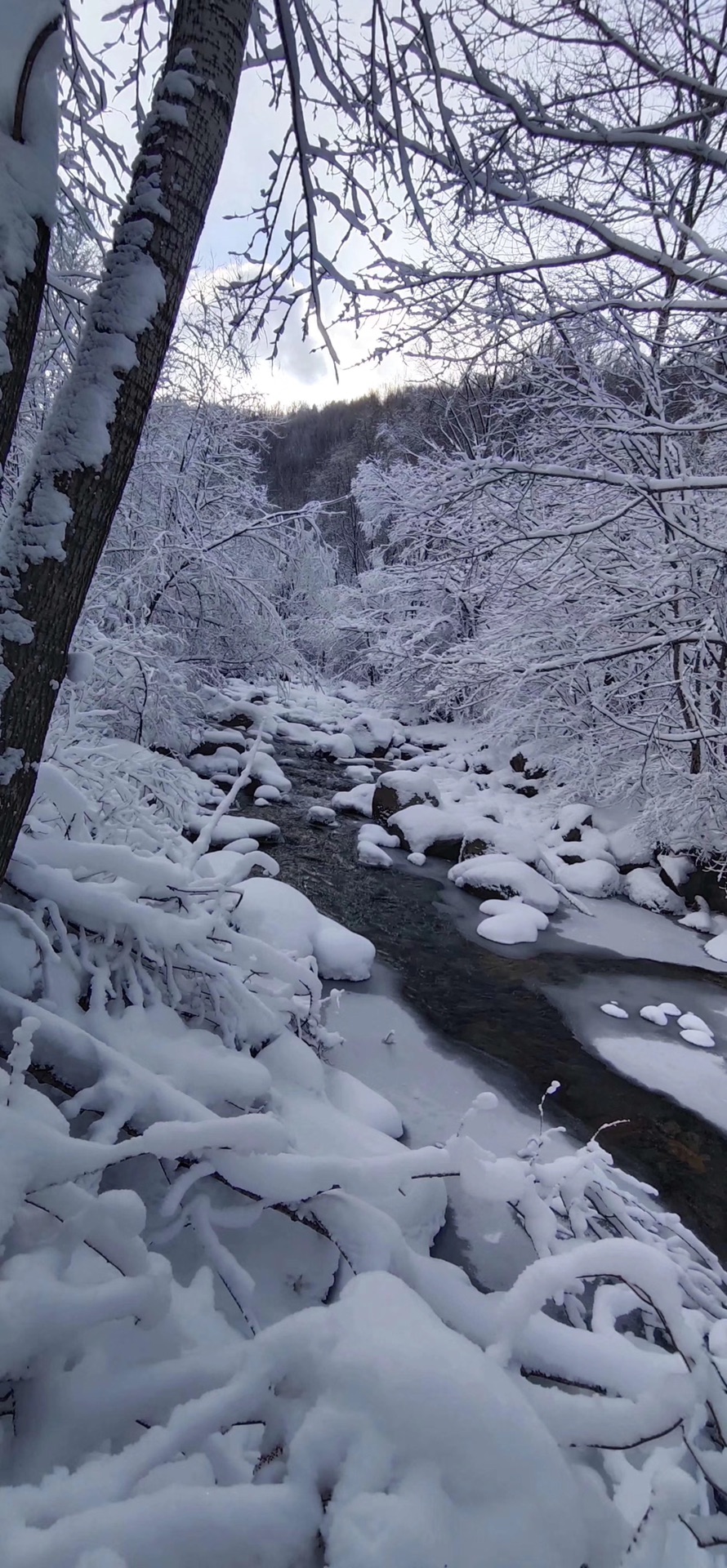 最原始的雪景--黑龙江凤凰山景区